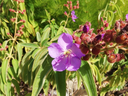 Rosettea princeps, photograph 5