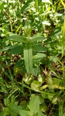 Hypericum perforatum