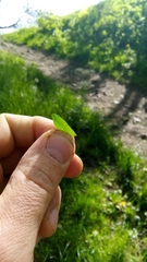 Hypericum perforatum