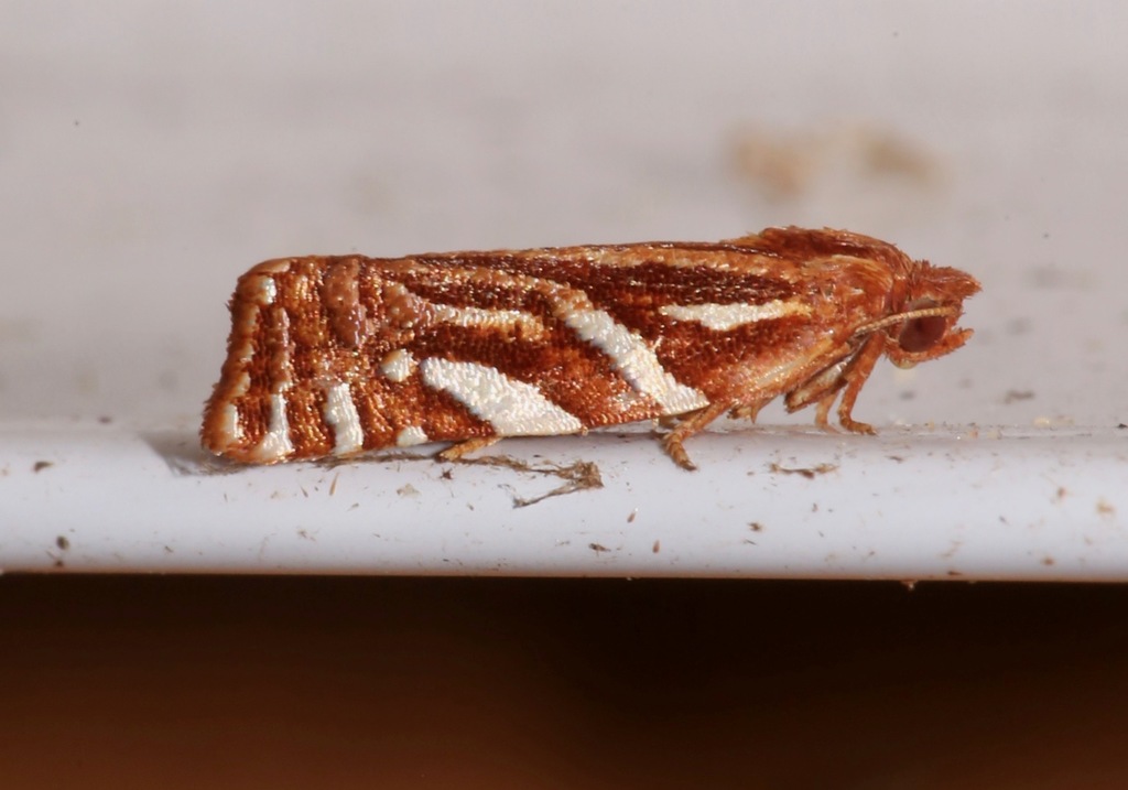 Choristoneura argentifasciata