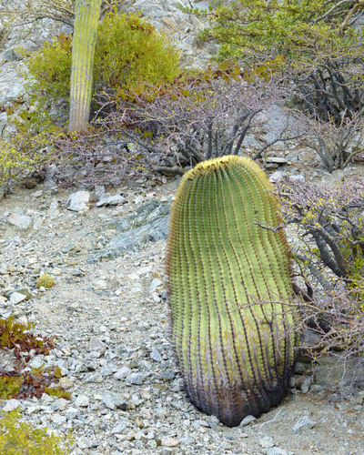 Ferocactus diguetii