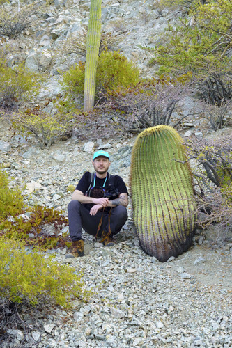 Ferocactus diguetii