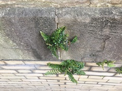Asplenium marinum