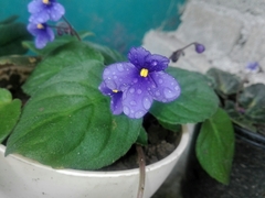 Streptocarpus ionanthus