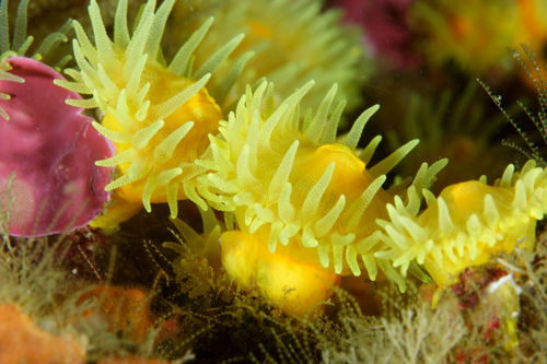 Representative image of Leptopsammia