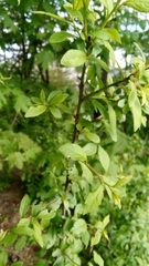 Prunus spinosa