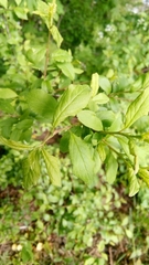 Prunus spinosa