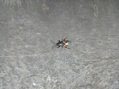 Oxycarenus lavaterae