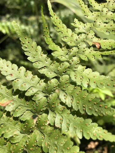 Image of Microlepia hancei by (c) Cheng-Tao Lin, some rights reserved (CC BY)