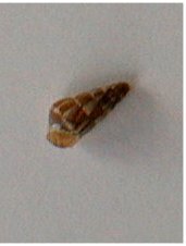 Cochlicella