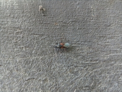 Oxycarenus lavaterae