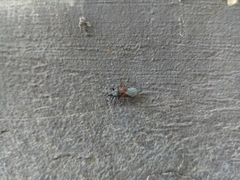 Oxycarenus lavaterae