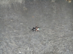 Oxycarenus lavaterae