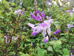 Plectranthus saccatus