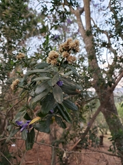 Baccharis heterophylla