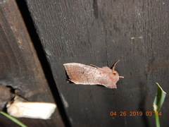 Orthosia transparens