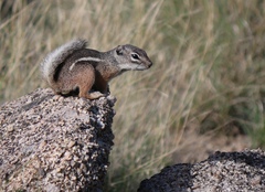 Ammospermophilus interpres