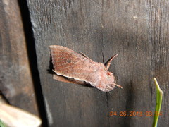 Orthosia transparens