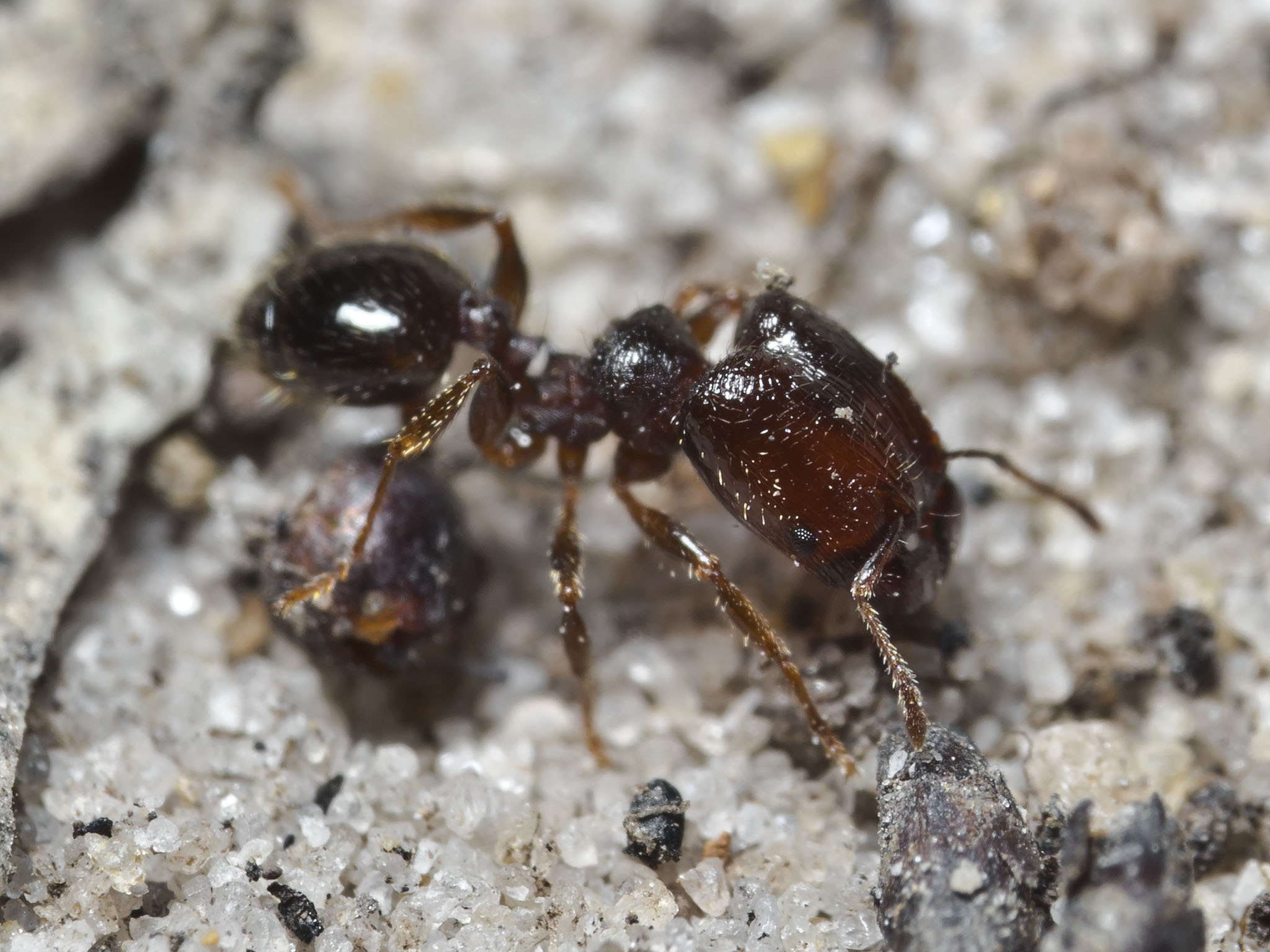 Pheidole tasmaniensis