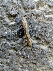 Trichoptera