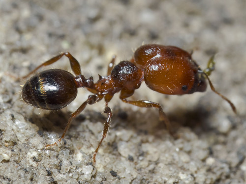 Pheidole tasmaniensisPheidole tasmaniensis