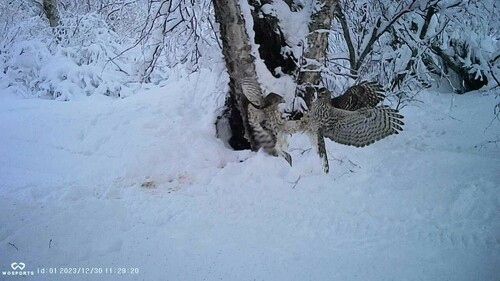 American Goshawk photographed in Alaska