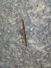 Trichoptera