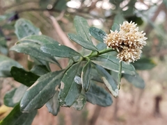 Baccharis heterophylla
