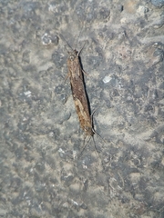 Trichoptera
