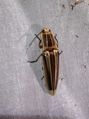 Semiotus ligneus image