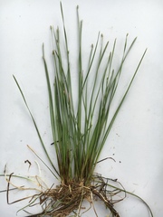 Eleocharis wolfii