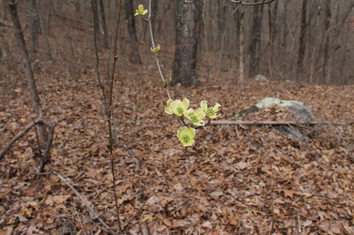 Dogwood (Flowering Dogwood) plant photo (Cornus florida)