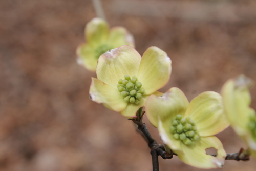 Cornus florida