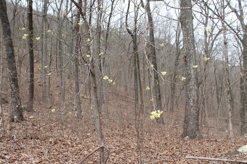 Cornus florida