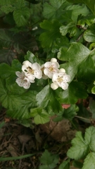 Crataegus monogyna