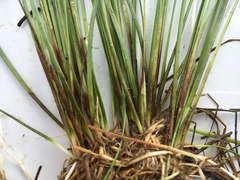 Eleocharis wolfii