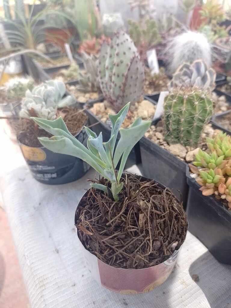 Senecio kleiniiformis 2