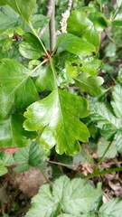 Crataegus monogyna