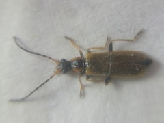 Rhagonycha nigriventris