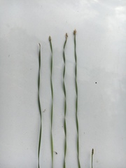Eleocharis wolfii