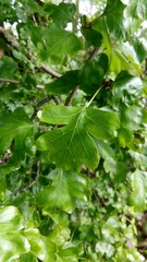 Crataegus monogyna