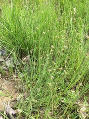 Eleocharis wolfii