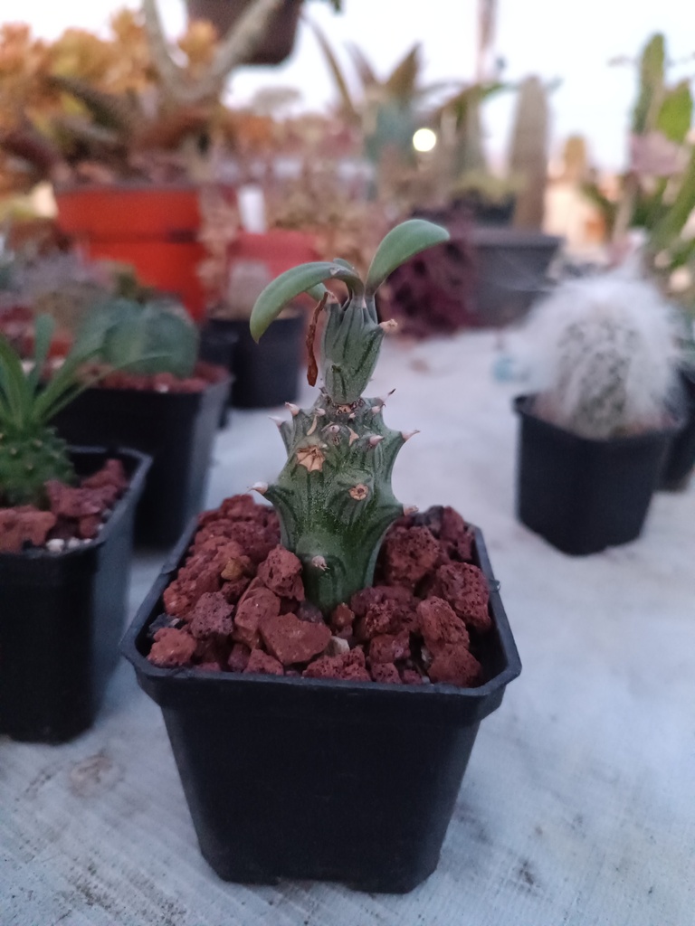 Senecio mweroensis Baker