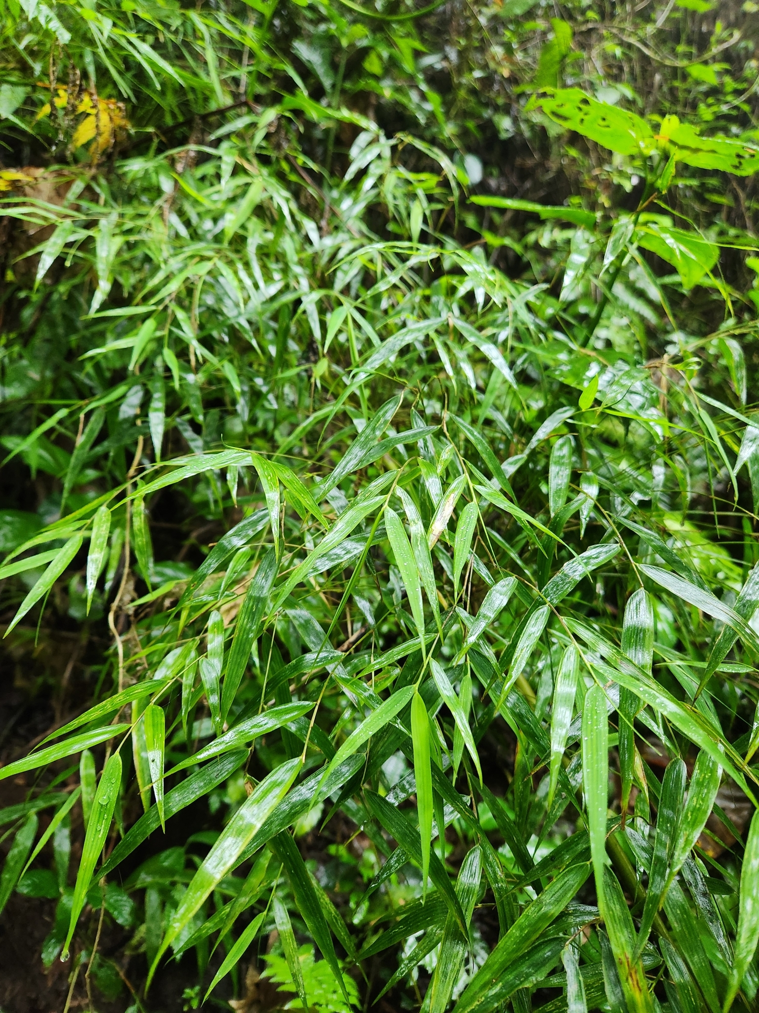 Rhipidocladum clarkiae