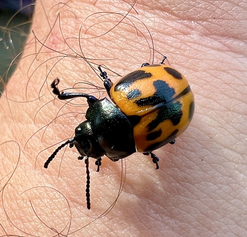Photo of Swamp Milkweed Leaf Beetle (Labidomera clivicollis)