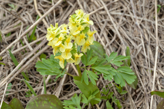 Corydalis bracteata