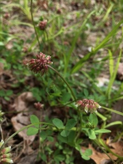Trifolium carolinianum