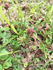 Trifolium carolinianum