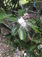 Capparis cynophallophora