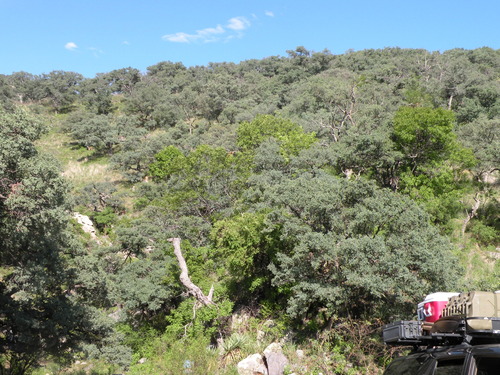 Image of Fraxinus papillosa by (c) M. Socorro González Elizondo, some rights reserved (CC BY-SA)